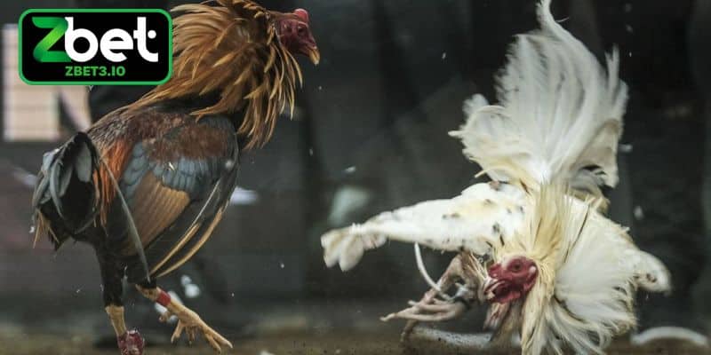 Đặc trưng thú vị của sảnh đá gà Philippines cựa dao