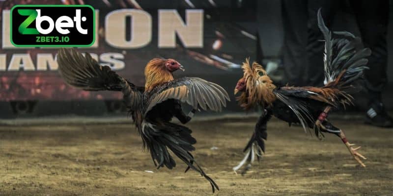 Lợi thế khi tham gia đặt cược trực tuyến